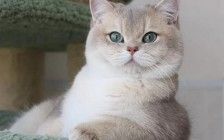 英短蓝金渐层的价格主要是要看品相，正规猫舍价格一般上万元