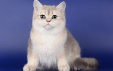 蓝金渐层辛巴7w美金纯属炒作，正规英短猫舍的蓝金渐层价格在1~2万之间