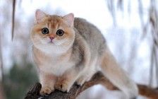 英短金渐层猫具有极富忍耐力的性格，蓝金渐层色号区分很简单