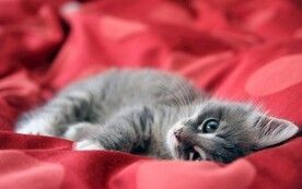 蓝渐层猫是什么猫