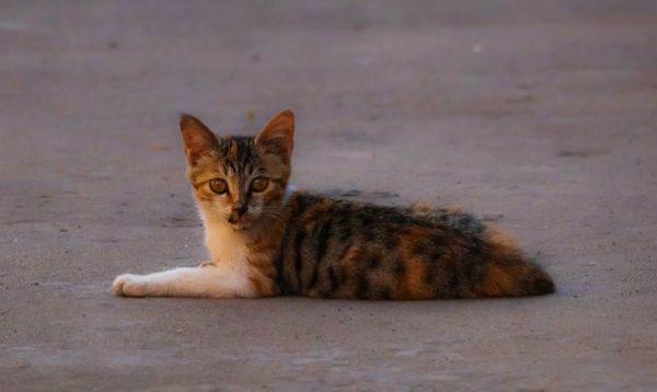 猫身上长了皮肤病怎么办
