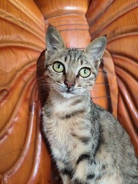 成年折耳猫还会发病吗