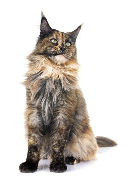 湿性猫传腹早期症状