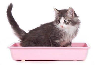 假折耳猫会得软骨病么