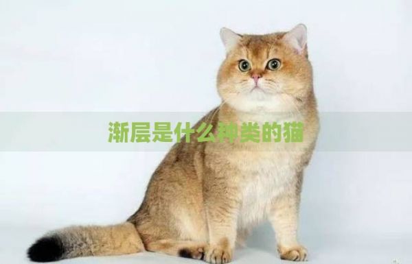 渐层是什么种类的猫