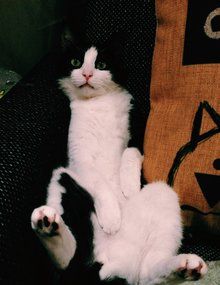 黑白猫