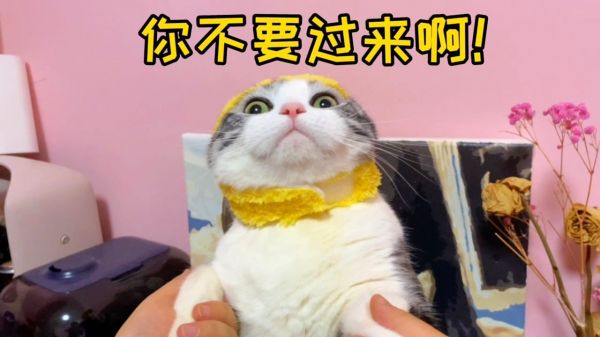 啊啊啊！吃完螺蛳粉后亲猫，会发生什么？