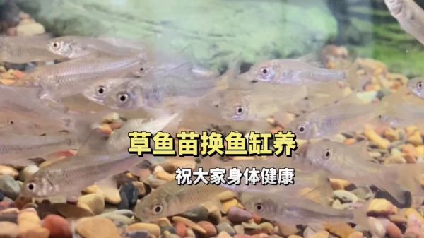 这草鱼苗养的稀碎稀碎的，活下来的都是王者#养鱼日记 #观赏鱼