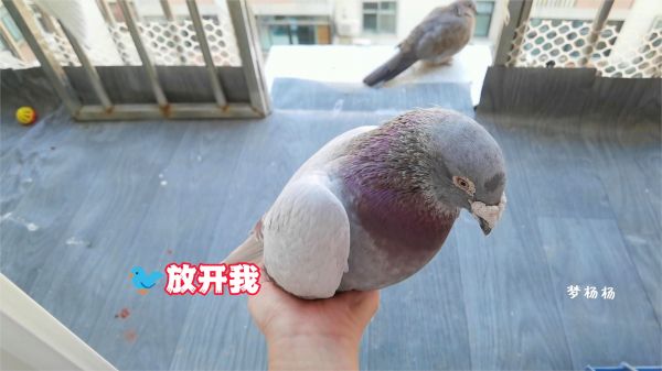 这只单身鸽子和斑鸠语言不通，主人想让它们成为朋友，能成功吗？