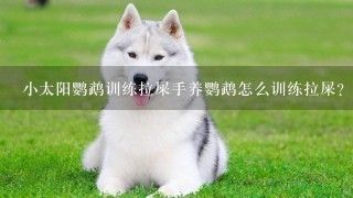 小太阳鹦鹉训练拉屎手养鹦鹉怎么训练拉屎？