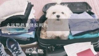 玄凤鹦鹉粪便棕褐色