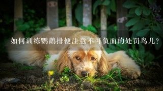 如何训练鹦鹉排便注意不可负面的处罚鸟儿？