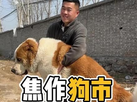 #萌宠 #狗市 #狗狗 焦作狗市每周六上午，大型犬和猛犬很多