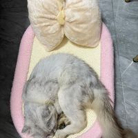 颜值超高的剑麻绳可睡的猫抓板