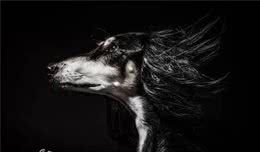 百科犬说之萨路基犬