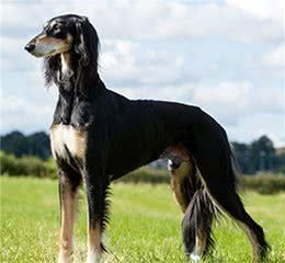 寻根问祖系列(68):萨路基犬(Saluki)