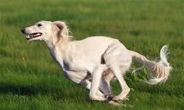 世界上跑得最快的狗!中东富豪的宠儿—萨路基猎犬