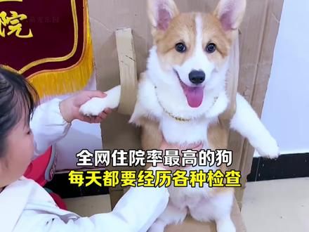 这应该是全网住院率最高的狗,每天不是在生孩子就是在ICU抢救 #不养狗不知道养狗的乐趣 #愿每个小狗都能遇见好的主人 #万物有灵性愿万物苍生和谐共生 #世界上不能没有小狗 #狗狗的心思都写在脸上了