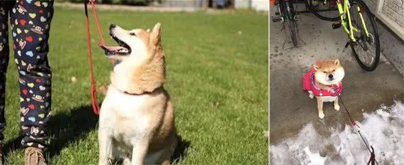 柴犬总是不听话,要从小就让它知道:你是主人,听你的没错