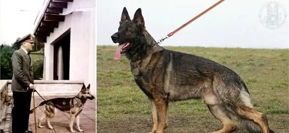 昆明犬和德国牧羊犬哪个犬种更聪明?