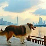 狗狗走丢了,能不能循着气味回家呢?