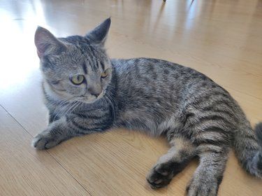 小猫室内悠闲时光