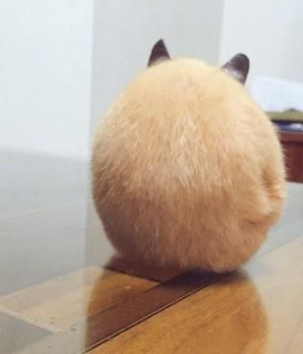 仓鼠的可爱图集，从小到大都那么萌