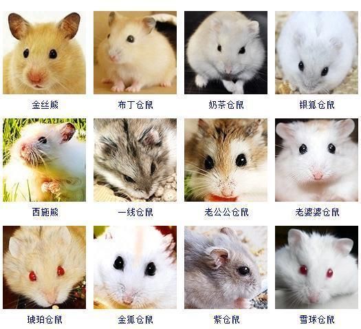 仓鼠的可爱图集，从小到大都那么萌