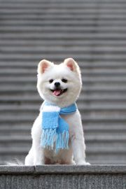 宠物狗萨摩耶图片