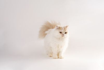 温柔呆萌布偶猫站立实拍图