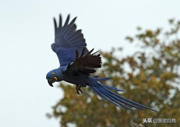 世界上最稀有的6种鹦鹉，其中最珍贵的可以卖到20余万元一只！