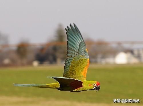世界上最稀有的6种鹦鹉，其中最珍贵的可以卖到20余万元一只！