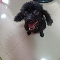找主人，找领养！