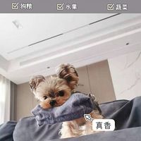 萌宠小知识|狗狗不吃狗粮/水果/蔬菜怎么办？
