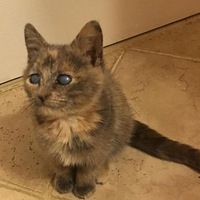 捡了一只三个月大的失明小猫，被照顾后……阿伟死了！