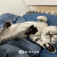养一只巨巨巨馋的猫是什么体验？主人：谢谢，已气炸！