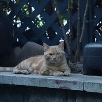 花园里的流浪猫