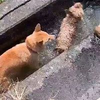 柴犬雨天偷跑出去被主人骂，结果它这样赌气……哈哈哈哈！