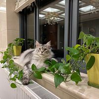 杭州缅因猫