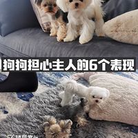 狗狗担心主人的6个表现