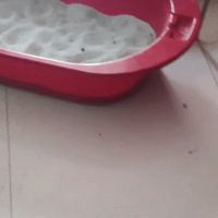 “带一家12只猫集体去拆弹，结果……医生们都吓哭了！哈哈哈”