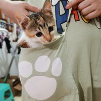 杭州江干区小三花找领养