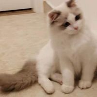 求领养布偶猫
