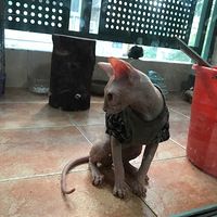 加拿大无毛猫