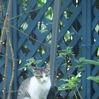 奶茶麻麻收留的小猫咪