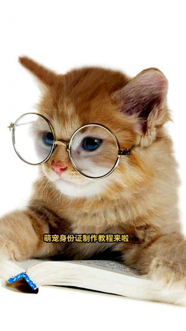 萌宠身份证,萌宠身份证哪里制作,狗狗证件照,宠物身份证制作,猫咪户口本身份证模板,猫咪身份证 #萌宠出道计划#给大家介绍一下我的猫咪#猫咪身份证#宠物身份证#记录猫咪日常