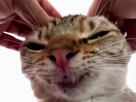 #猫咪 #猫咪的迷惑行为 #记录猫咪日常 #猫咪日常护理