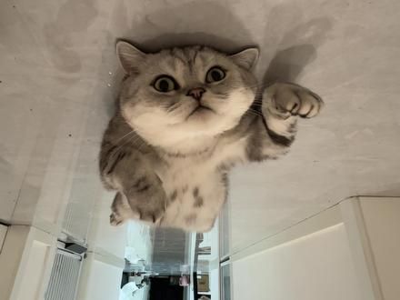 哈哈哈哈哈哈哈哈呆傻的孩子最可爱 #猫咪的迷惑行为 #铲屎官的乐趣 #翻肚猫 #摆烂猫