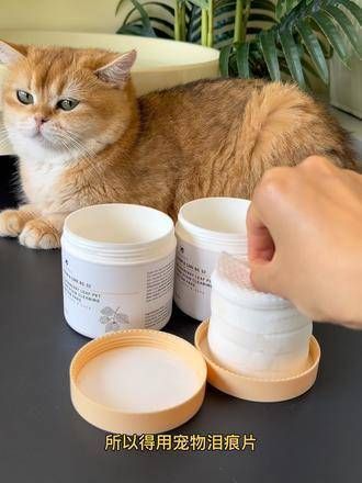 可爱度飙升 萌宠必备 初学者抚养猫咪 个人经验分享 科学养宠指南 萌宠