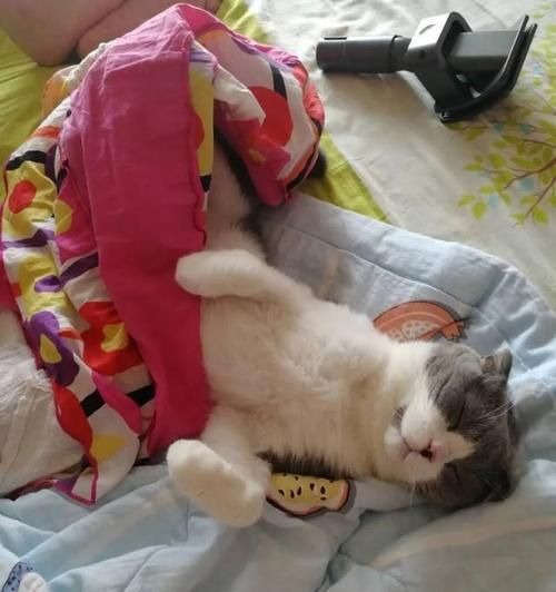猫咪遭熊孩子缠上，你需要知道的关于宠物和孩子相处的事情（从猫咪遭受的伤害看待如何让宠物和孩子和谐共处）